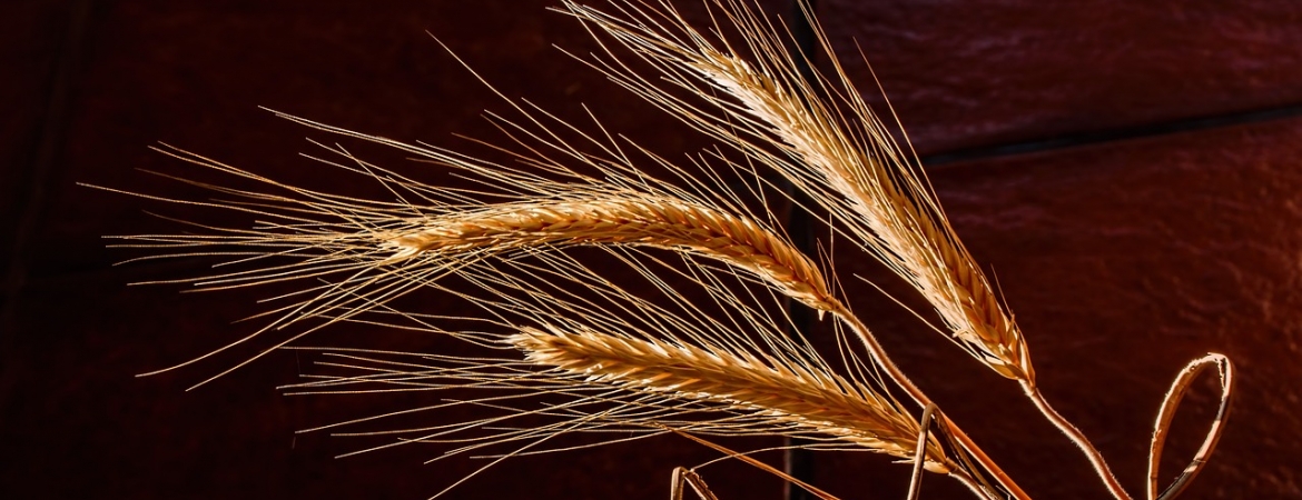 Formazione nel settore agricolo e alimentare